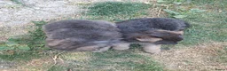 German Shepherd dogs for sale: German Shepherd puppies all colours ready end Aug - Advert 36