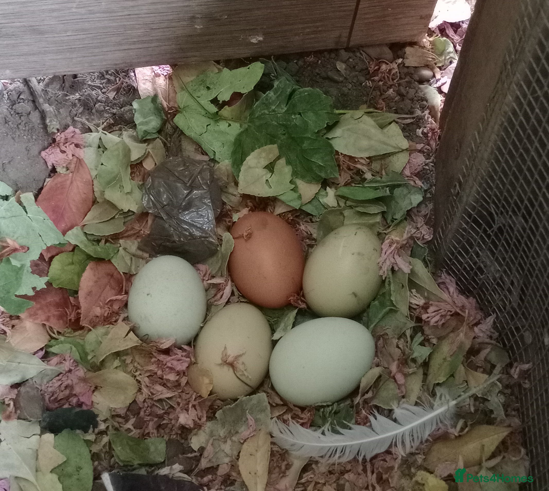 Chickens poultry  Fertile Hatching Eggs: Blue, Cyan, Green, Olive - Advert 2
