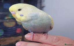 Budgerigars birds for sale: Hand reared silly tame baby budgies  - Image 3