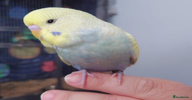 Budgerigars birds - Advert 6