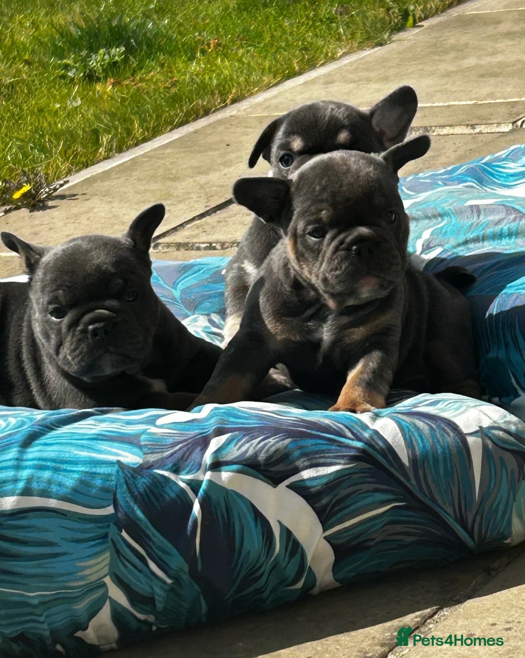 Mixed Breed dogs Stunning F1 (French x British Bulldog) Puppies - Advert 11