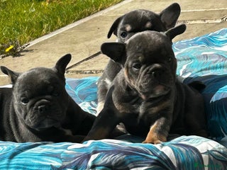 Mixed Breed dogs Stunning F1 (French x British Bulldog) Puppies - Advert 2