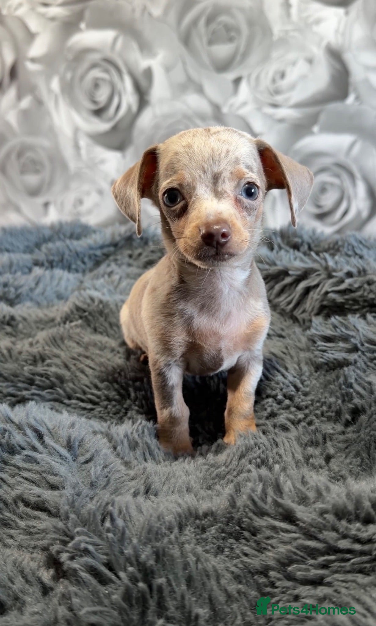 Chiweenie dogs Chiweenie chihuahua dachshund pups BOYS - Advert 1