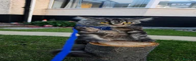 Maine Coon 1
