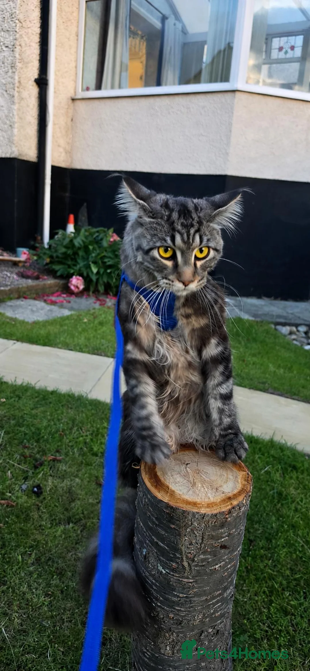 Maine Coon cats for sale: Maine coon kitten - Advert 2