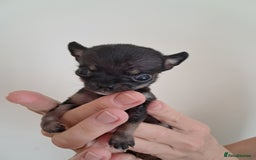 Chihuahua dogs for sale: SMALLEST on the market KC reg chihuahua girls - Image 8