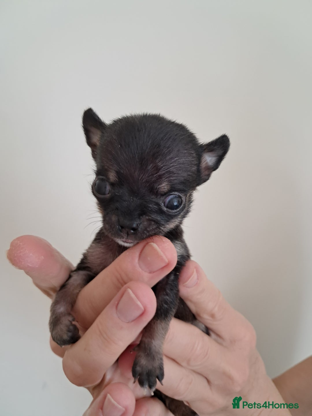 Chihuahua dogs for sale: SMALLEST on the market KC reg chihuahua girls - Image 8