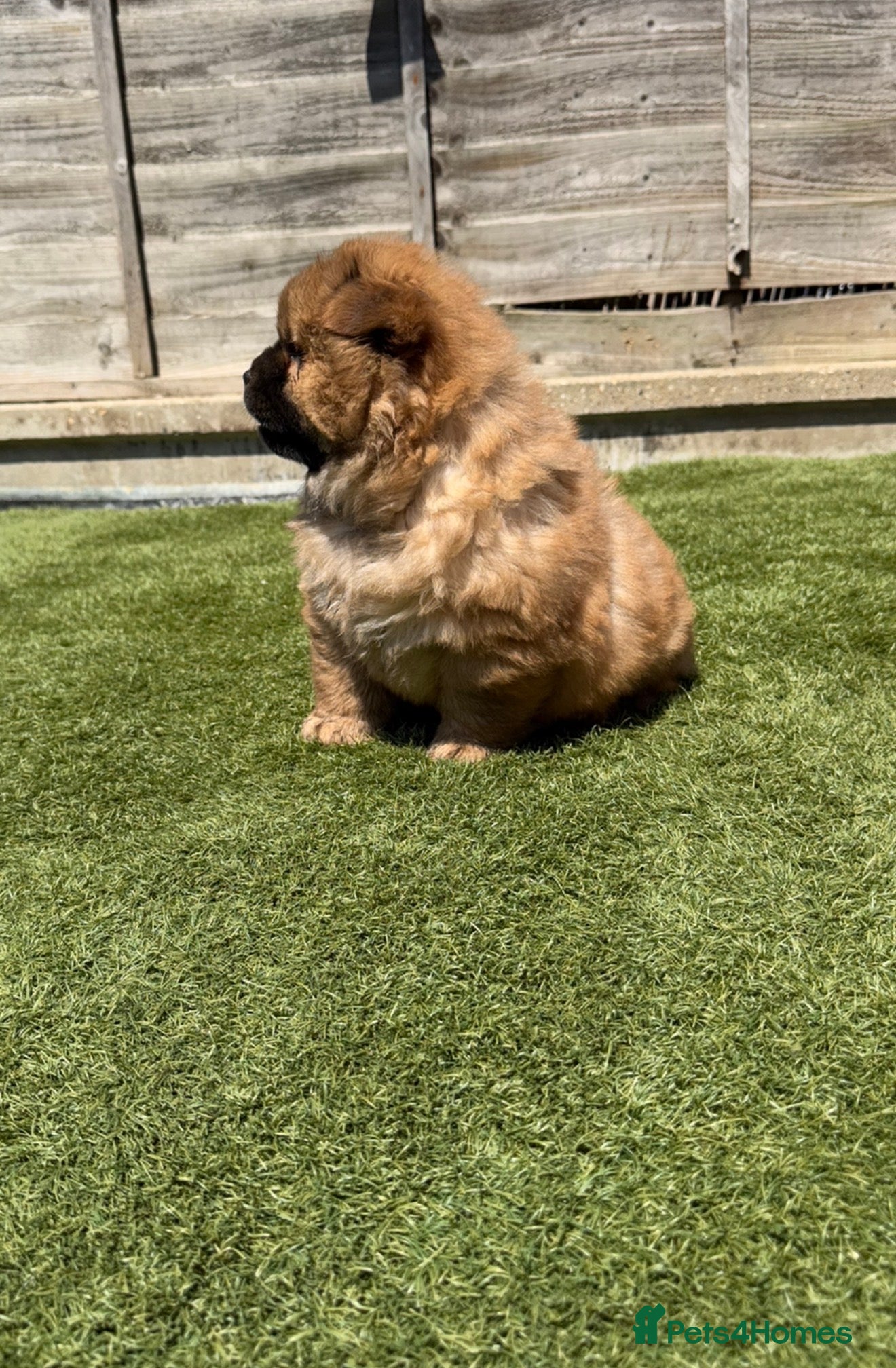 Chow Chow dogs K.c registered chow chow puppies - Advert 8