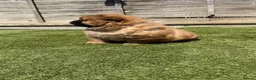 Chow Chow dogs for sale: K.c registered chow chow puppies - Advert 11