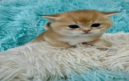 British Shorthair cats for sale: British Shorthair Kitten Golden Tipped Colourpoint - Image 5
