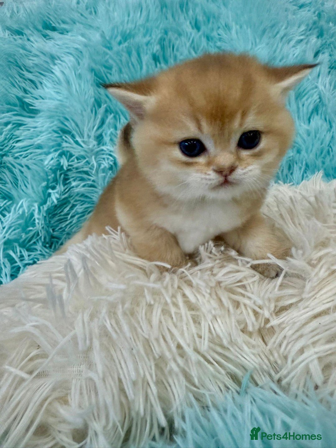 British Shorthair cats for sale: British Shorthair Kitten Golden Tipped Colourpoint - Image 5