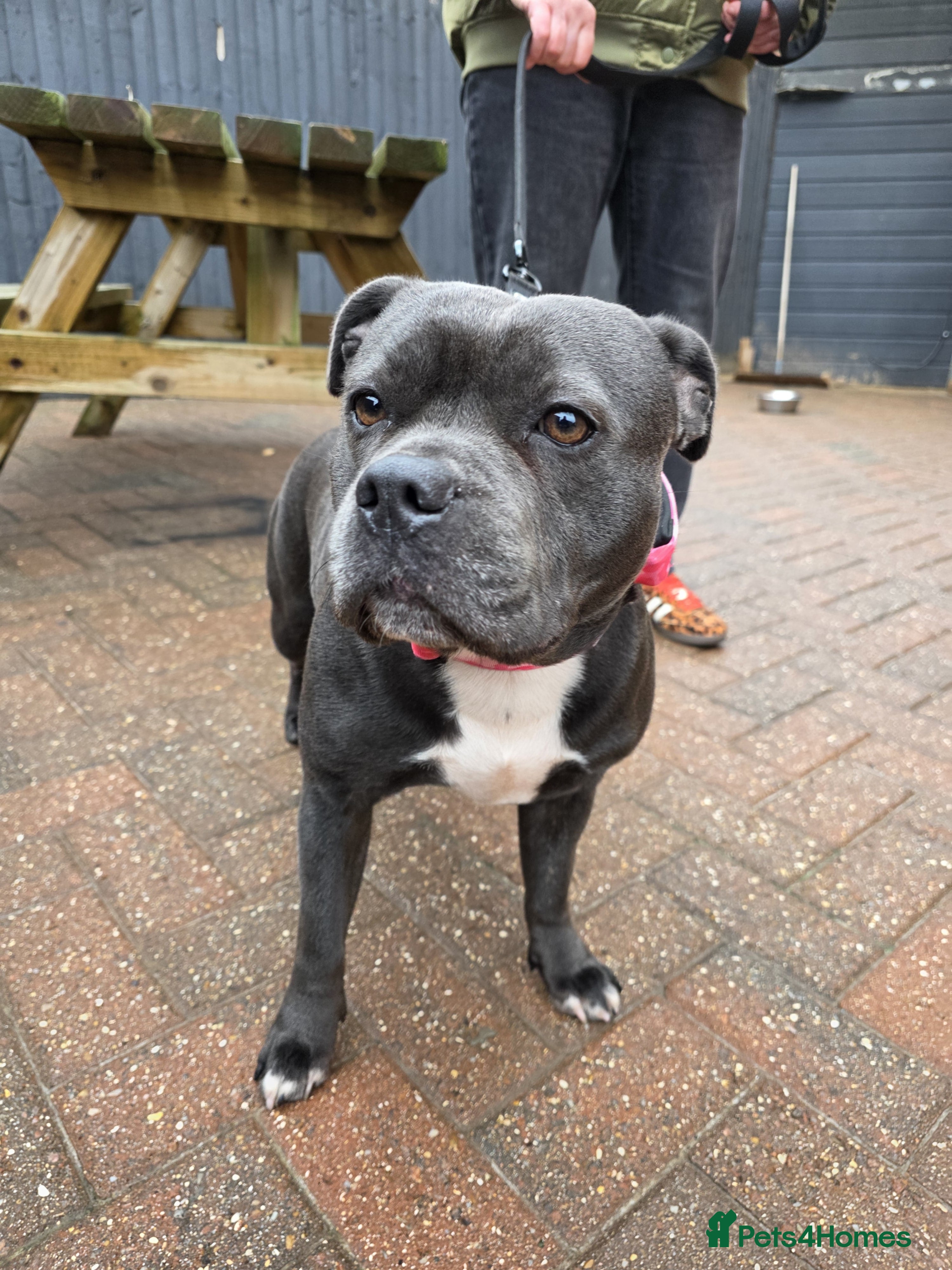 Staffordshire Bull Terrier dogs Champion Bloodline KC Staffy Puppies - Advert 2