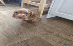 Cocker Spaniel dogs for sale: Cocker spaniel puppies  - Image 4