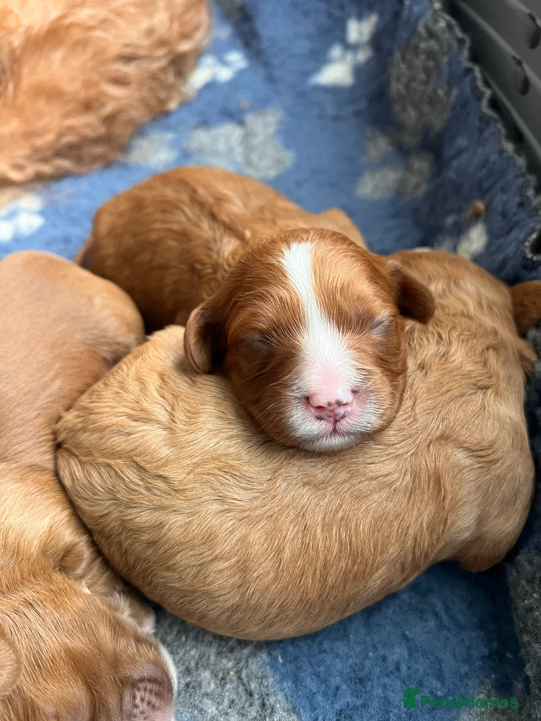 Cavapoo dogs for sale: Cavapoo Puppies - Advert 3
