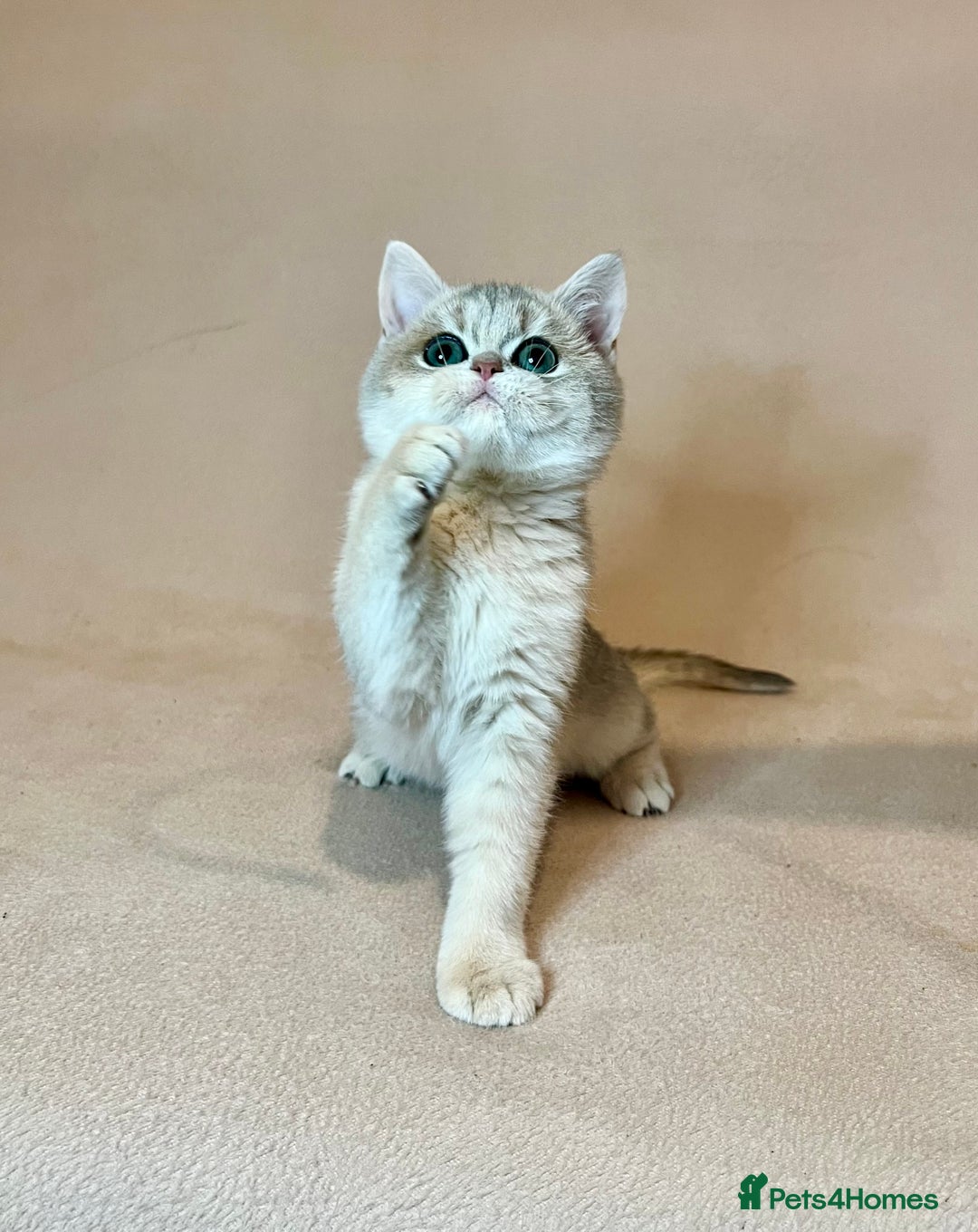 British Shorthair cats for sale: 🐾 Pure BSH Kittens 🐾  - Advert 17