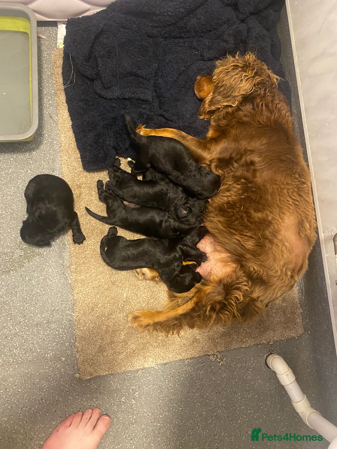 Cockapoo dogs for sale: Cockapoo puppy’s boys/girls - Image 17