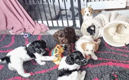 Cockapoo dogs for sale: Bouncy black & white Cockapoo - Image 2