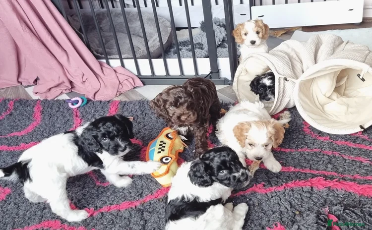 Cockapoo dogs - Advert 2