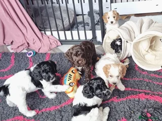 Cockapoo dogs - Advert 3