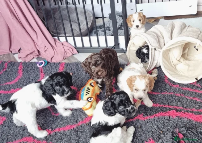 Cockapoo dogs - Advert 2