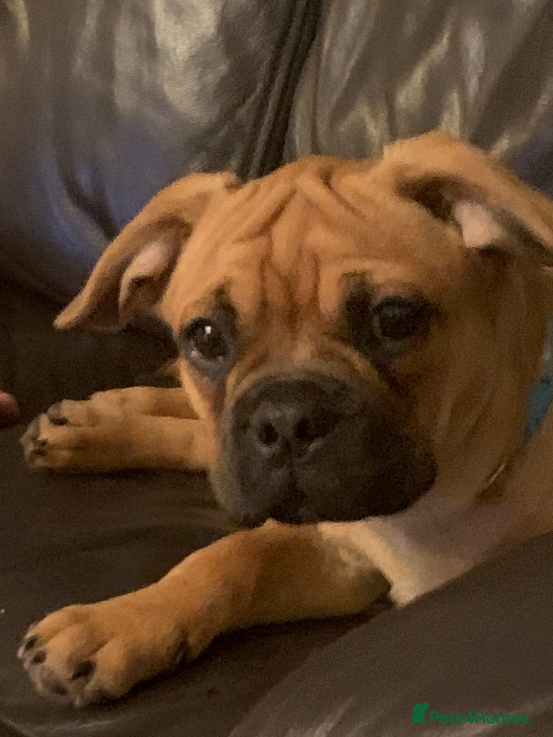 Mixed Breed dogs for sale: Beautiful frenchie cross - Image 7