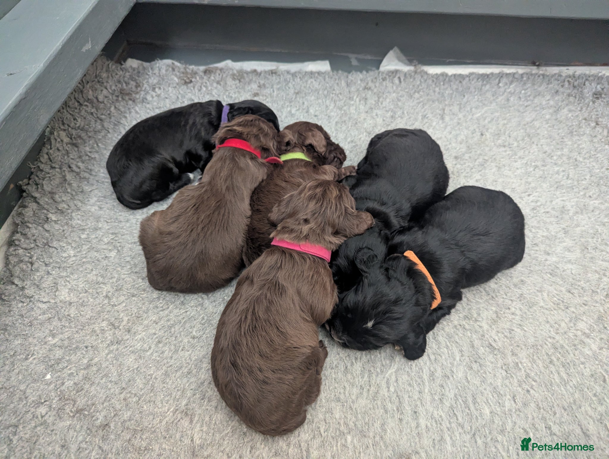 Sprocker dogs for sale: Beautiful Sprocker Puppies  - Advert 6