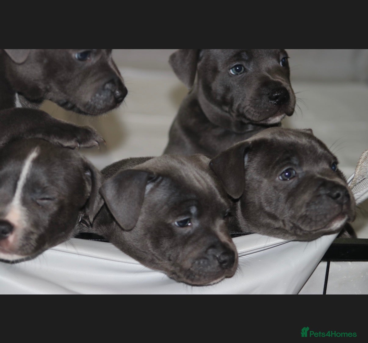 Staffordshire Bull Terrier dogs Blue staff puppies  - Advert 3