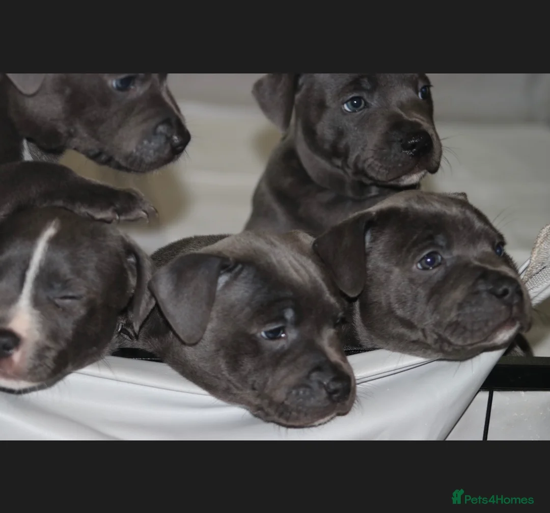 Staffordshire Bull Terrier dogs for sale: Blue staff puppies  - Advert 1