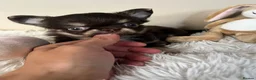 Chihuahua dogs for sale: Xx Quality Thai/Russian chihuahuas Xx - Advert 12