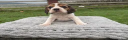 Beagle dogs for sale: 4 outstanding beagle pups  - Advert 5