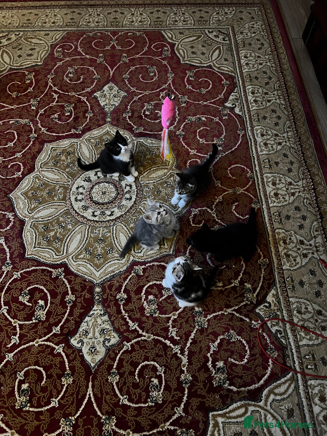 American Shorthair cats for sale: Adorable Tabby Kittens – Ready for Forever Homes - Advert 5