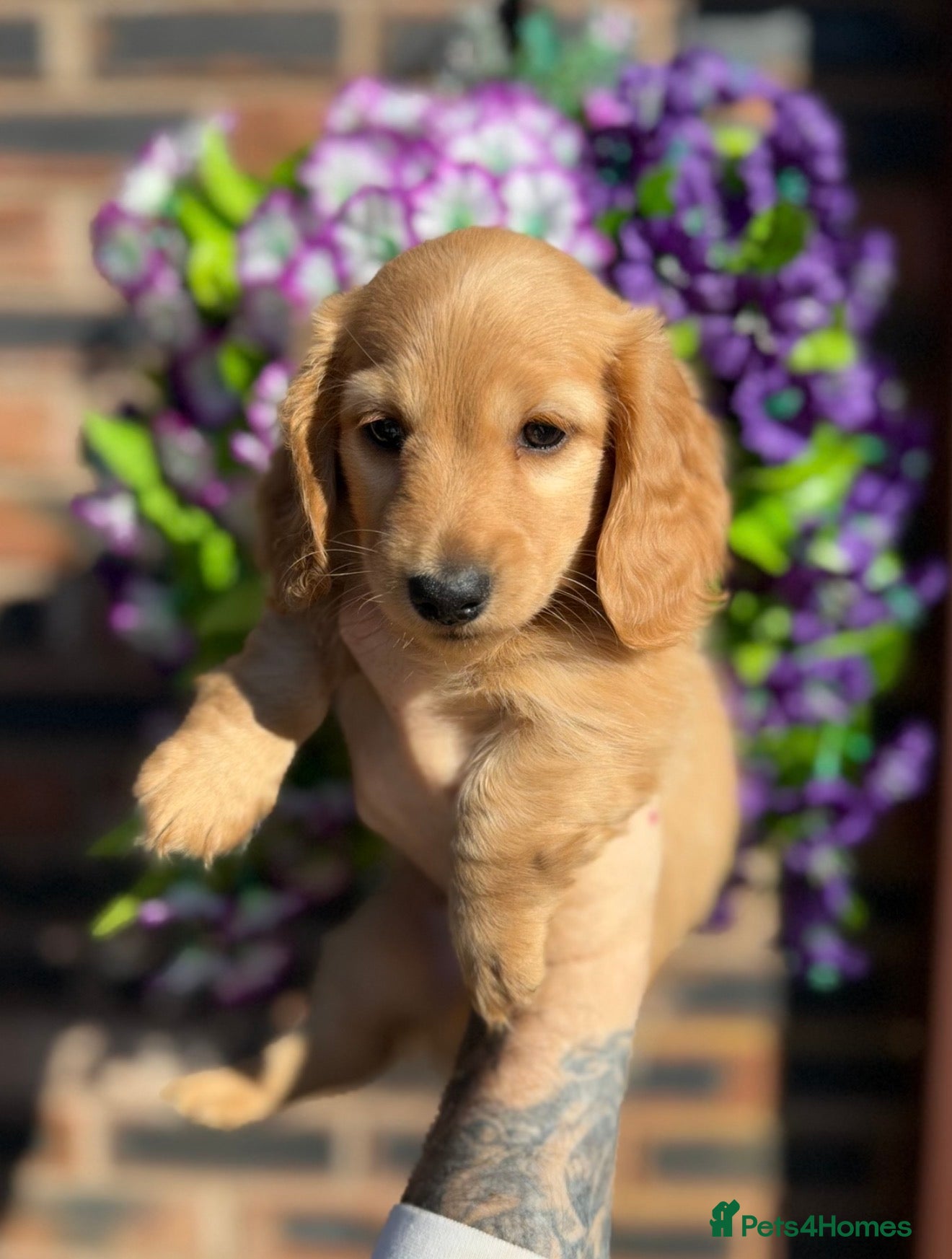 Miniature Dachshund dogs 🧡💛Stunning Longhaired Dachshund Puppies💛🧡 - Advert 15