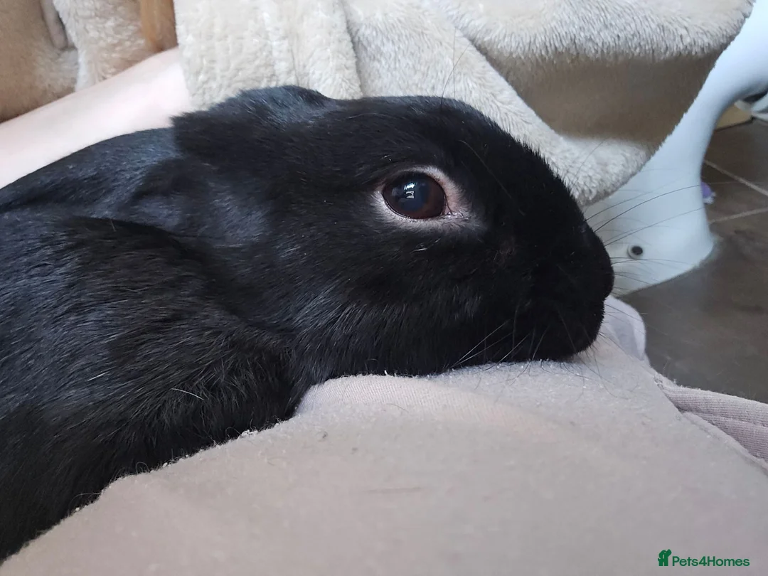 Mixed Breed rabbits for sale: 3 Year Old Mixed Rex in Crook - Advert 3