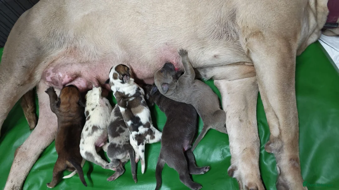 Mixed Breed dogs for sale: Cane Corso x Performance Mastiff  - Advert 40