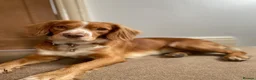 Mixed Breed dogs for sale: Fox red lab x sprocker spaniel pups in Stafford - Advert 8