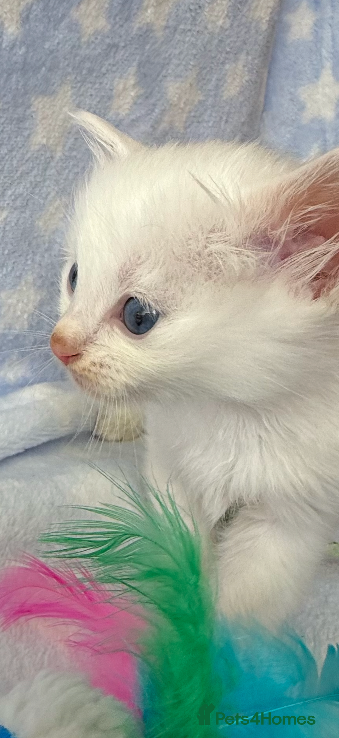 Ragdoll cats for sale: Stunning Ragdoll kittens super affectionate  - Image 8