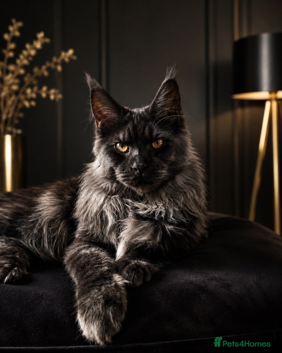 Maine Coon cats for stud: Maine coon stud - Advert 12