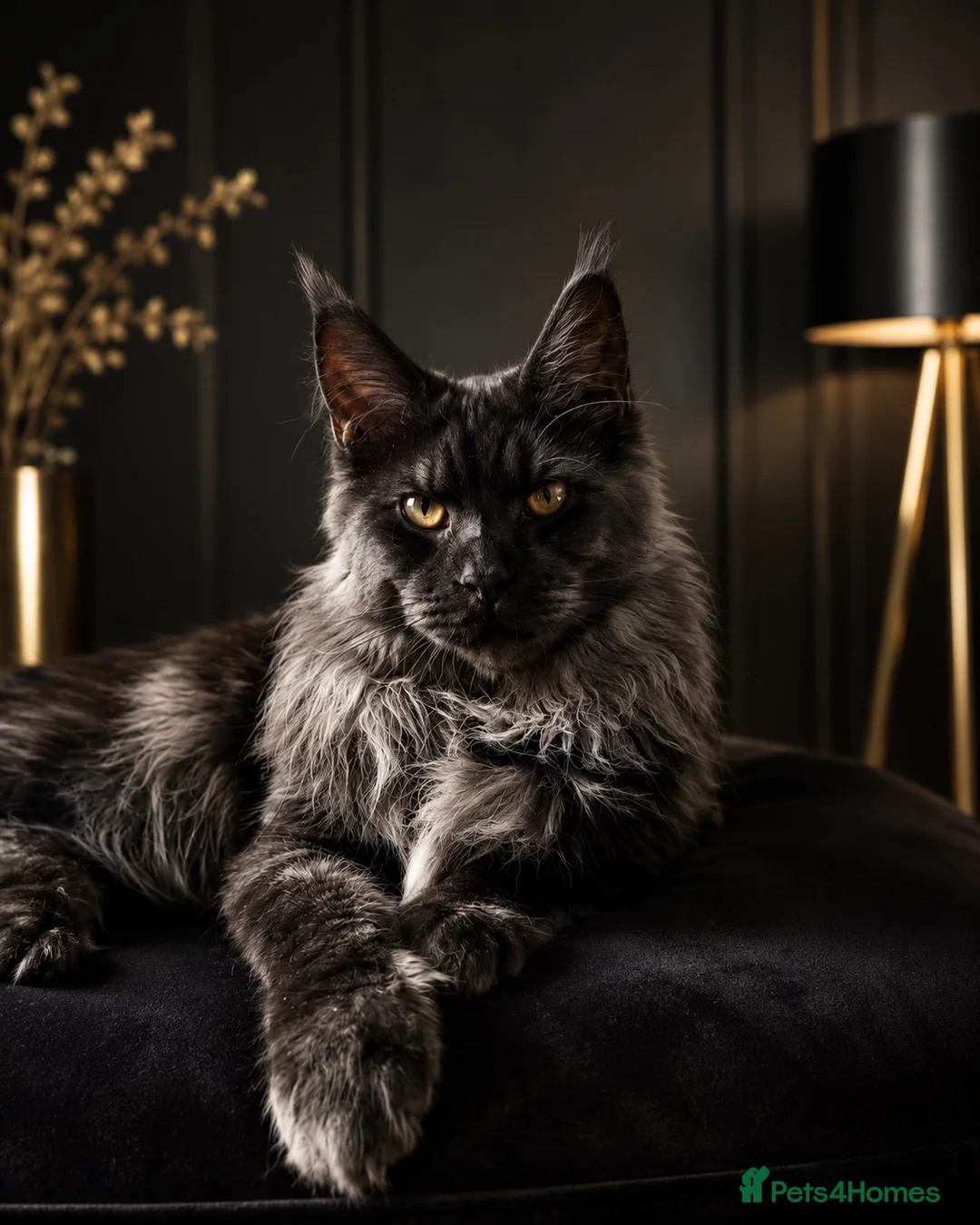 Maine Coon cats for stud: Maine coon stud - Advert 1