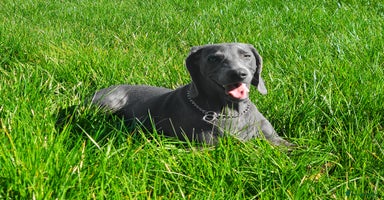 Weimaraner dogs No Cost 1 Year Old Blue Weimaraner For Stud - Advert 12