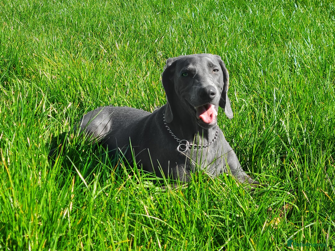 Weimaraner dogs for stud: No Cost 1 Year Old Blue Weimaraner For Stud - Advert 3