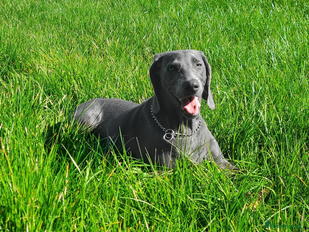 Weimaraner dogs for stud: No Cost 1 Year Old Blue Weimaraner For Stud - Advert 9