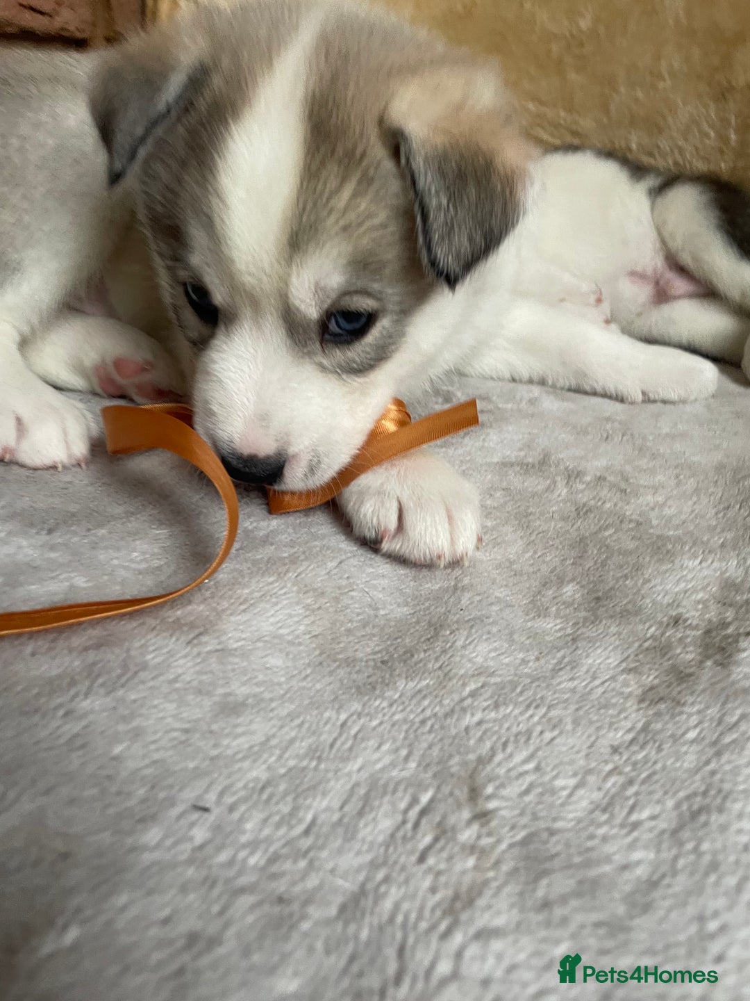 Siberian Husky dogs for sale: Siberian Husky Puppies  - Advert 32