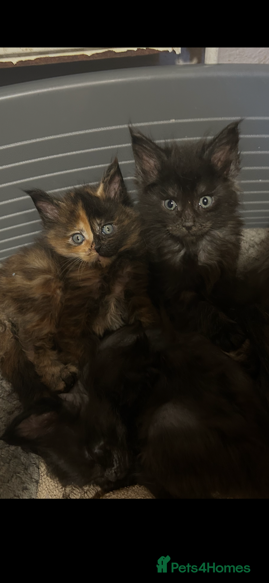 Maine Coon cats for sale: 8 beautiful mainecoon kittens for sale - Advert 13