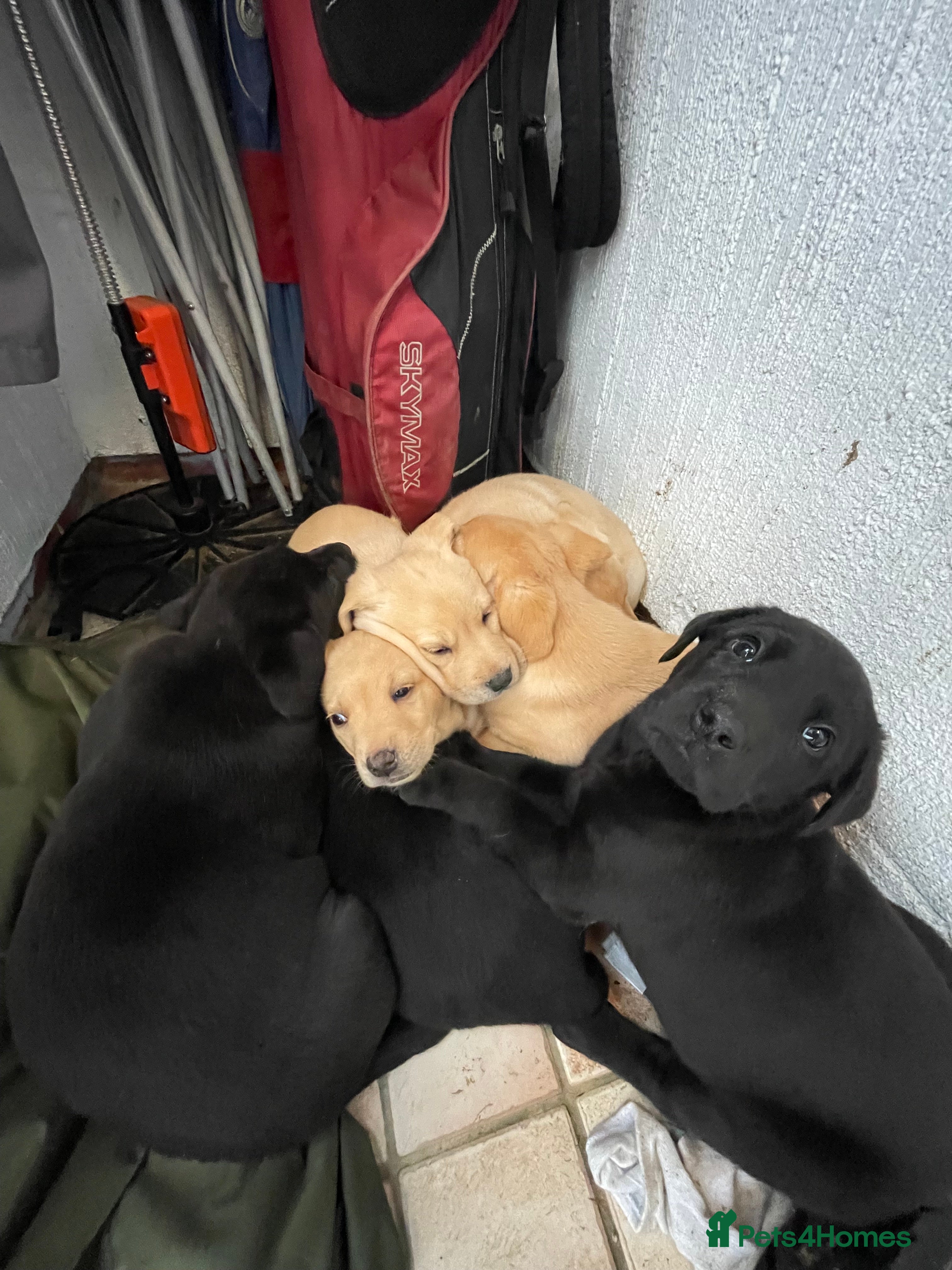 Labrador Retriever dogs for sale: 2 boys for sale, 1 golden & 1 black - Advert 4