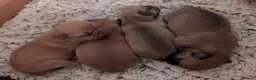 Pomchi dogs for sale: Pomchi puppies  - Advert 10