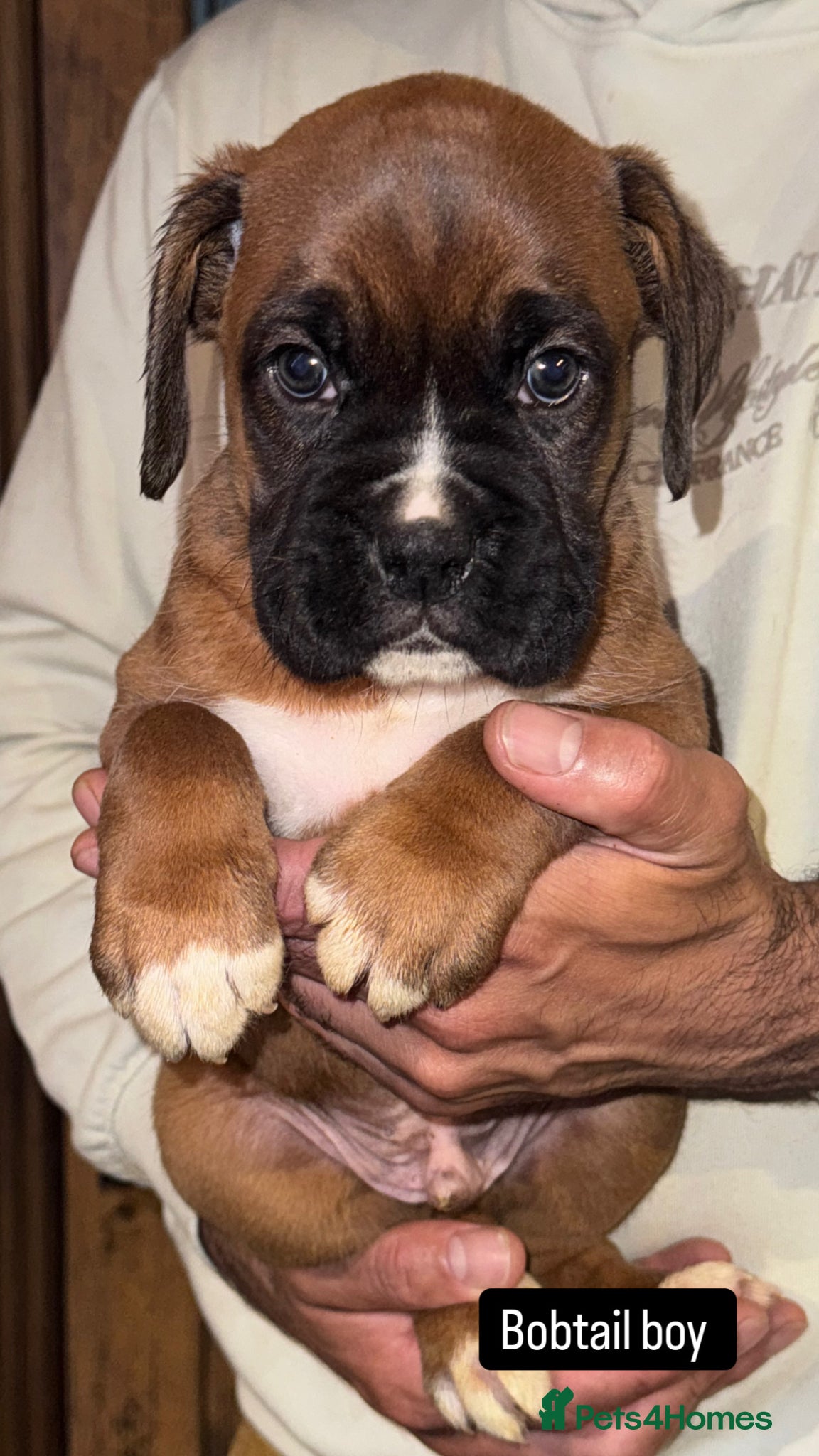 Boxer dogs 5 Gorgeous Kennel Club Registered Boxer Puppies - Advert 1
