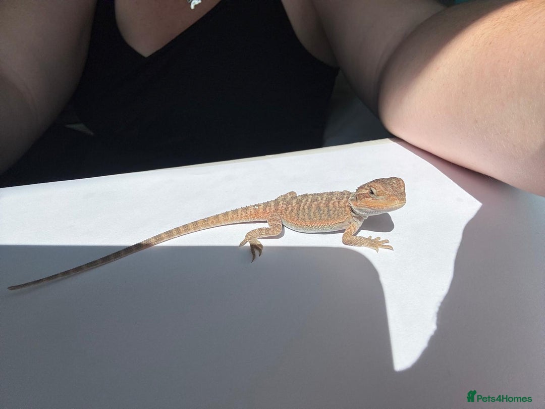 Bearded Dragon reptiles for sale: Baby beardies - Image 28