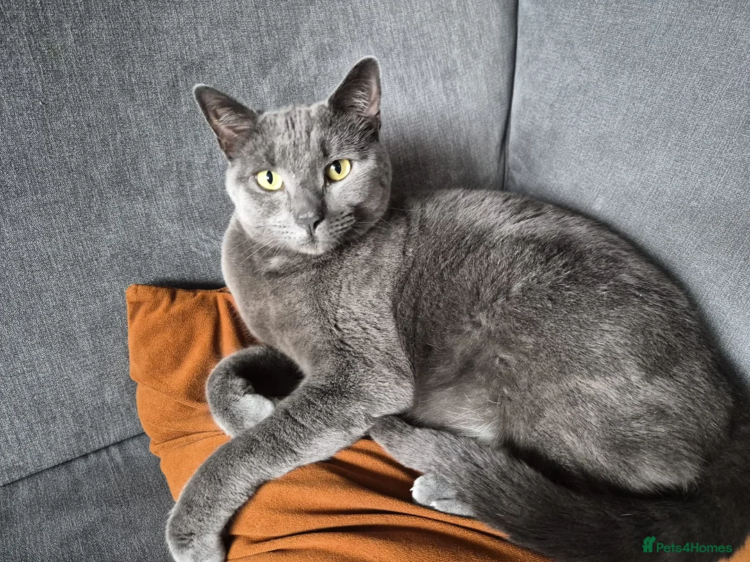 Russian Blue cats for sale: 2 Beautiful natured cats for sale  - Advert 2