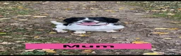 English Springer Spaniel dogs for sale: English Springer Spaniel - Advert 17