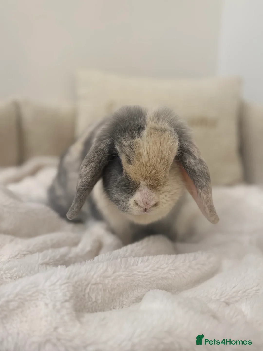 Mini Lop rabbits for sale: Spayed Mini Lop Doe🐰🤍 - Advert 3